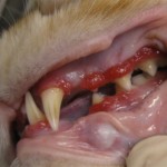 Gebit kat kat met gingivitis